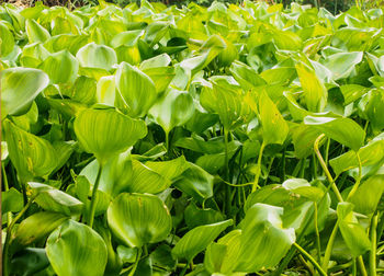 Full frame shot of flowering plants