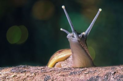 Close-up of snail on tree trunk