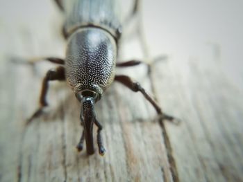 Macro shot of insect on wood