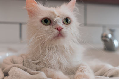 Close-up of white cat with towel in sink at home