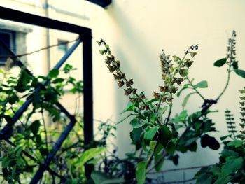 Close-up of ivy plants