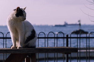 Sitting cat