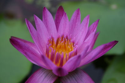 Close-up of pink water lily