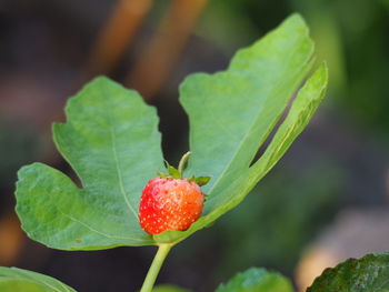 Close-up of red plant