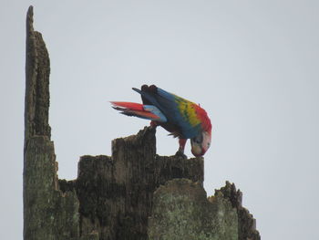 Low angle view of bird perching on wooden post against sky