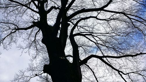 Low angle view of silhouette tree against sky