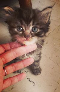 Portrait of kitten holding cat