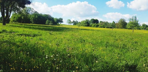 Scenic view of field against sky