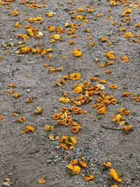 High angle view of autumn leaves on road