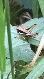 Close-up of insect on leaves