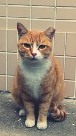 Portrait of cat in cage