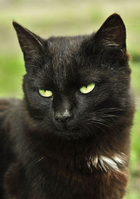 Close-up portrait of black cat