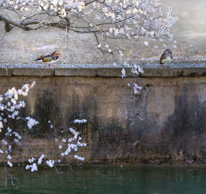 View of cherry blossom by lake