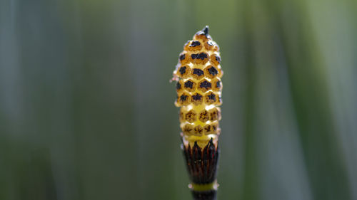 Close-up of insect on plant