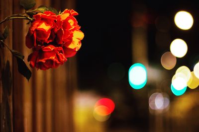 Close-up of red flowers at night