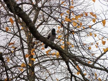 Low angle view of bird perching on tree