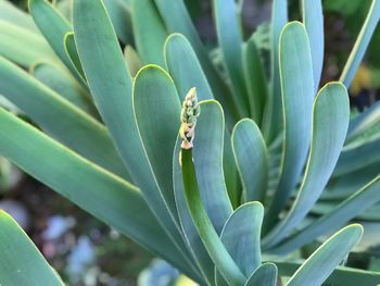 Close-up of caterpillar on plant