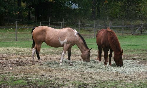horse