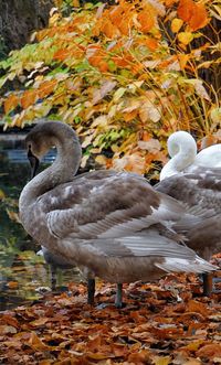 Close-up of swan on lake during autumn