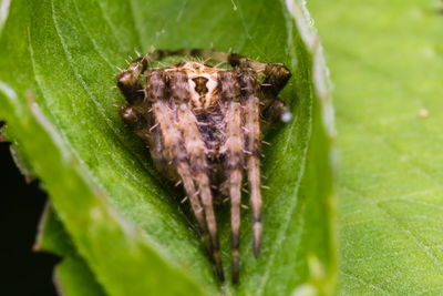 Close-up of spider on leaf