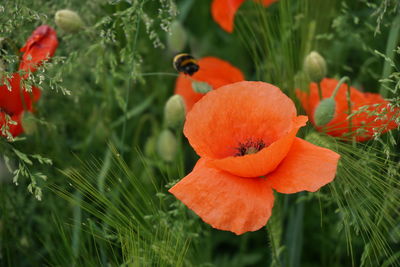 Close-up of red flower