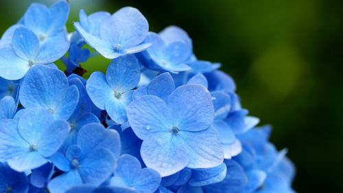 Close-up of blue hydrangea flowers