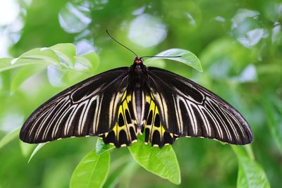 Close-up of butterfly perching on flower