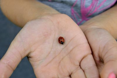 Close-up of ladybug on human hand
