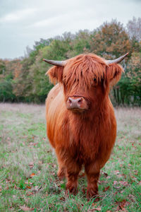 A scottish highland cow in the meadow