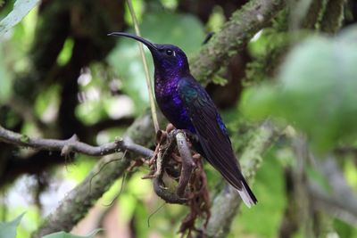 Close-up of bird perching on branch