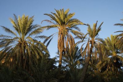 Low angle view of coconut palm trees against sky