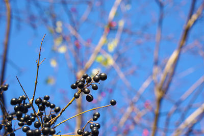 Close-up of plants against sky