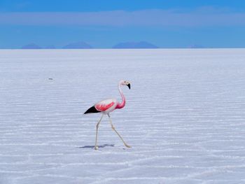 Bird in desert against sky