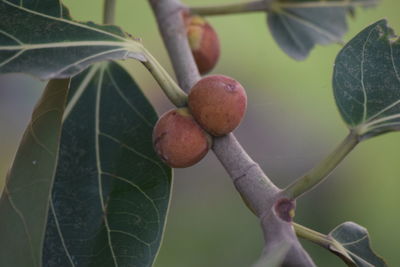 Close-up of fruits growing on tree