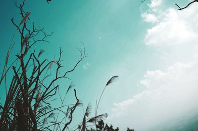 Low angle view of tree against sky