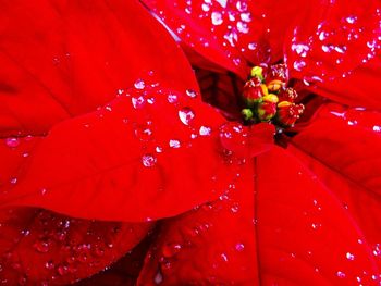 Close-up of red leaves