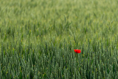 Red poppy growing in field