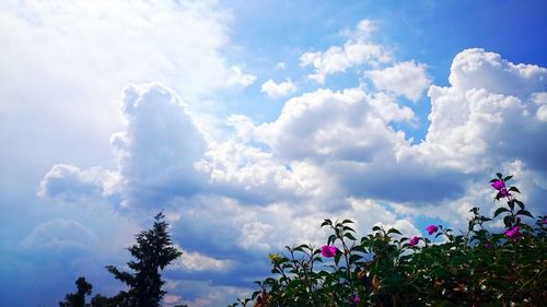 Low angle view of flowers against blue sky