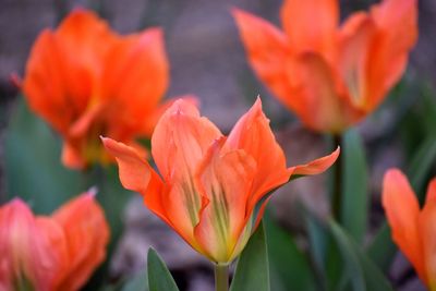 Close-up of orange tulips