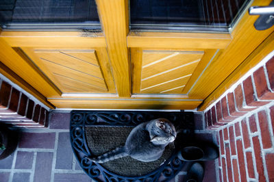 View of cat in steps
