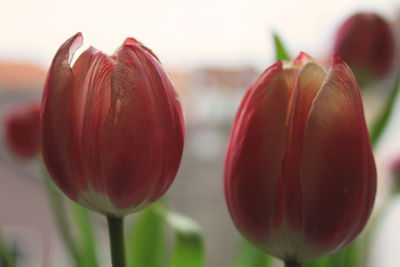 Close-up of red tulips