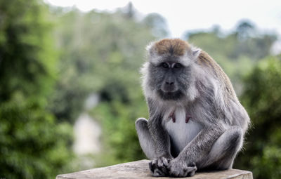 Monkey looking away sitting outdoors