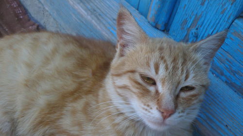 Close-up portrait of a cat