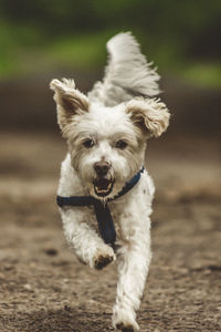 Portrait of dog running on field