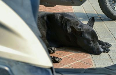 Dog sleeping on couch