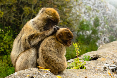 Monkeys sitting on rock