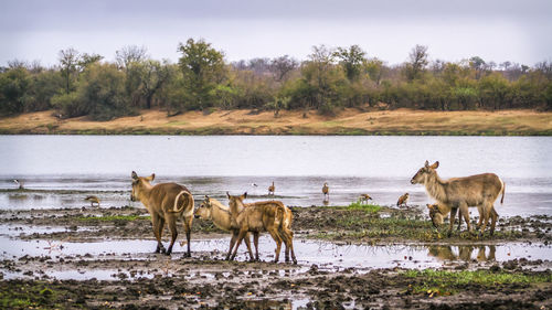 Deer and birds at riverbank