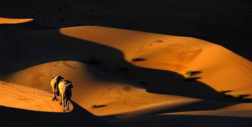 Camels on desert