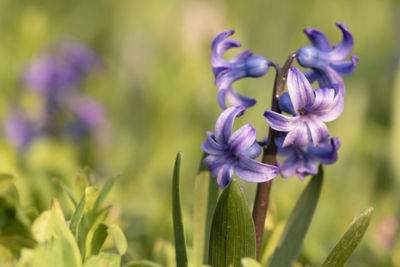 Close-up of purple flowering plants
