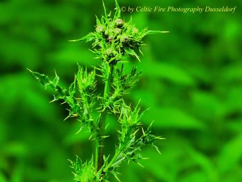 Close-up of plant